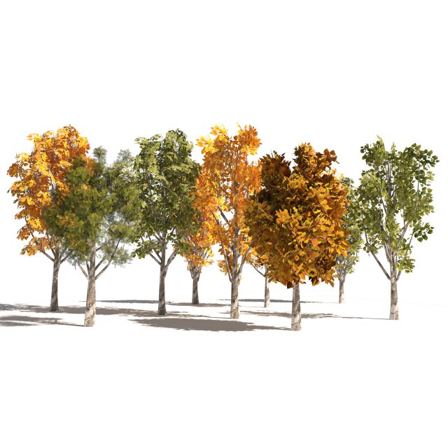 Game ready Grijze Lombardy Poplar trees 3Dモデル .c4d .max .obj .3ds .fbx .stl .blend 