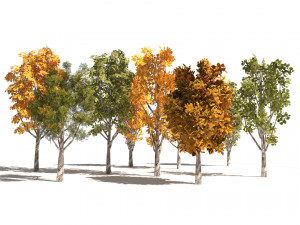 Game ready Grijze Lombardy Poplar trees 3D मॉडल