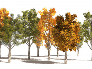 Game ready Grijze Lombardy Poplar trees 3Dモデル