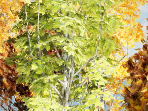 Game ready Grijze Lombardy Poplar trees 3Dモデル