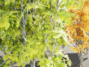 Game ready Grijze Lombardy Poplar trees 3Dモデル