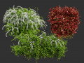 The Little Henry Virginia Sweetspire Bushes Model 3D