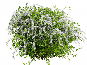 The Little Henry Virginia Sweetspire Bushes 3D Модель