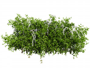 The Little Henry Virginia Sweetspire Bushes 3D Модель