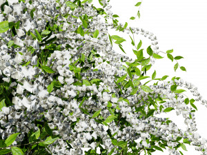 The Little Henry Virginia Sweetspire Bushes 3D Модель