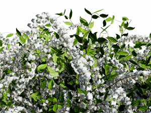 The Little Henry Virginia Sweetspire Bushes 3D Модель