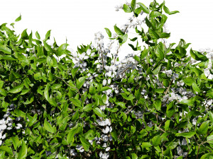 The Little Henry Virginia Sweetspire Bushes 3D Модель