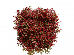 The Little Henry Virginia Sweetspire Bushes 3D Модель
