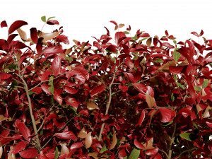 The Little Henry Virginia Sweetspire Bushes 3D Модель