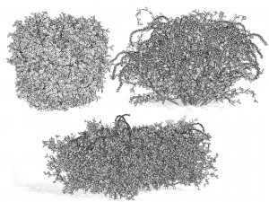 The Little Henry Virginia Sweetspire Bushes 3D Модель