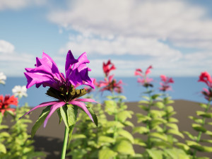 Bee Balm Flowers with free  3D Model