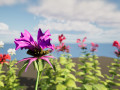Bee Balm Flowers with free 3D 모델