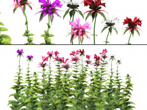 Bee Balm Flowers with free Modelo 3D