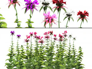 Bee Balm Flowers with free 3D Model