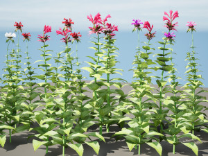Bee Balm Flowers with free Modelo 3D
