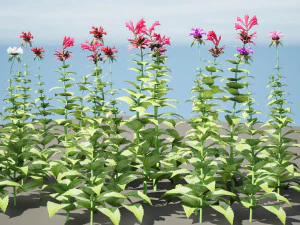 Bee Balm Flowers with free 3D Model