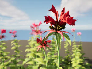 Bee Balm Flowers with free 3D Model