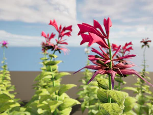 Bee Balm Flowers with free 3D Model