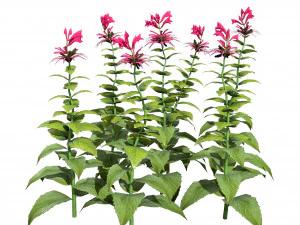 Bee Balm Flowers with free 3D Model