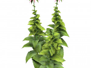 Bee Balm Flowers with free Modelo 3D