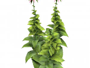 Bee Balm Flowers with free 3D Model