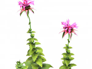 Bee Balm Flowers with free 3D Model