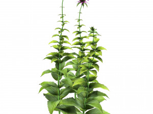 Bee Balm Flowers with free Modelo 3D
