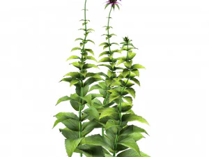 Bee Balm Flowers with free 3D Model