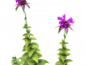 Bee Balm Flowers with free 3D Model