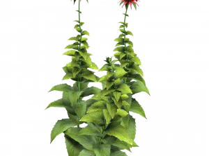 Bee Balm Flowers with free 3D Model