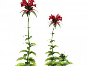 Bee Balm Flowers with free 3D Model