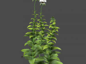 Bee Balm Flowers with free 3D Model