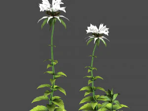 Bee Balm Flowers with free 3D Model
