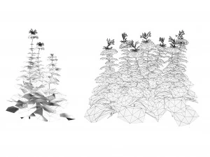 Bee Balm Flowers with free 3D Model