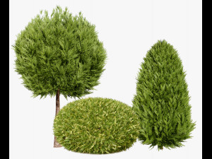 Hetz Midget Arborvitae topiaries 3D Модель