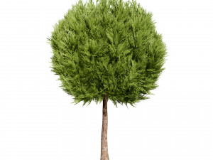 Hetz Midget Arborvitae topiaries Modelo 3D