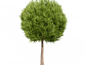 Hetz Midget Arborvitae topiaries 3D Model