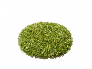 Hetz Midget Arborvitae topiaries Modelo 3D