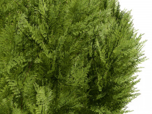 Hetz Midget Arborvitae topiaries Modelo 3D
