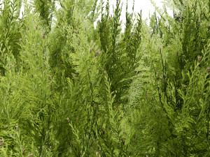 Hetz Midget Arborvitae topiaries Modelo 3D