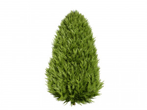 Hetz Midget Arborvitae topiaries Modelo 3D
