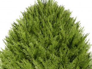 Hetz Midget Arborvitae topiaries Modelo 3D