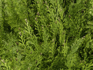 Hetz Midget Arborvitae topiaries Modelo 3D
