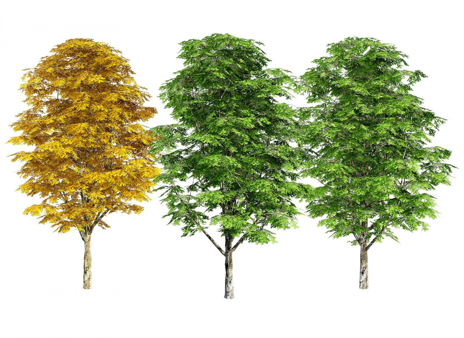Green and fall Grey Poplar trees 3D Model .c4d .max .obj .3ds .fbx .stl .blend