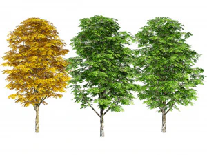 Gr&uuml;ne und herbstliche Graupappeln 3D Modell