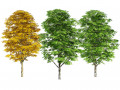 Green and fall Grey Poplar trees Modello 3D