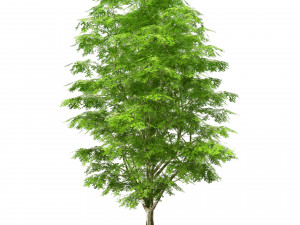 Green and fall Grey Poplar trees 3D Model