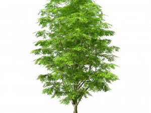 Green and fall Grey Poplar trees 3D Model