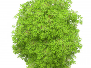 Green and fall Grey Poplar trees 3D Model