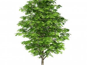 Green and fall Grey Poplar trees 3D Model